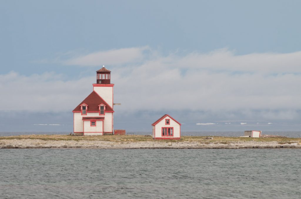 Newfoundland-flowers_cove