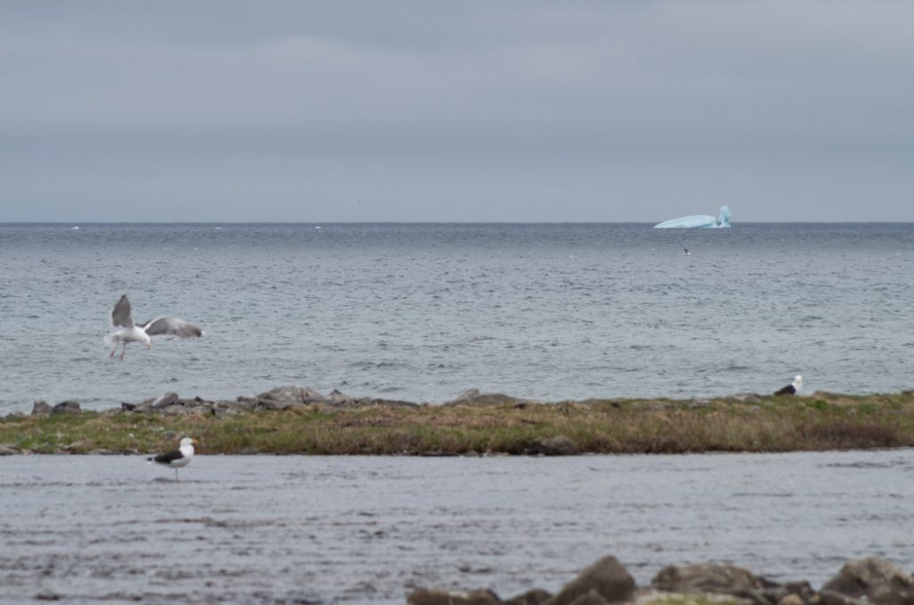 Newfoundland-iceber_eddys_cove