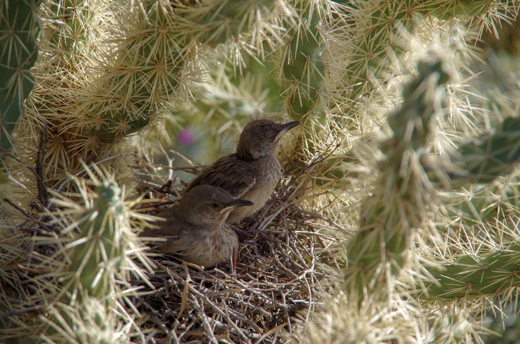 baby_birds_desert_botanical_gardens