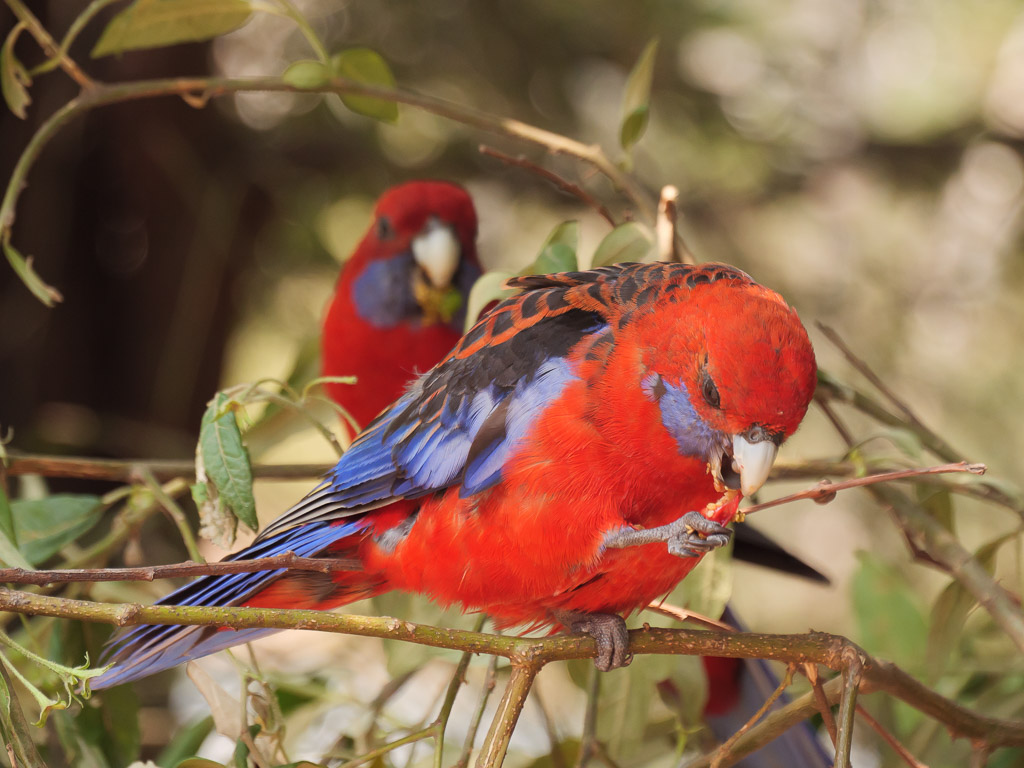 booderee_crimson_rosella