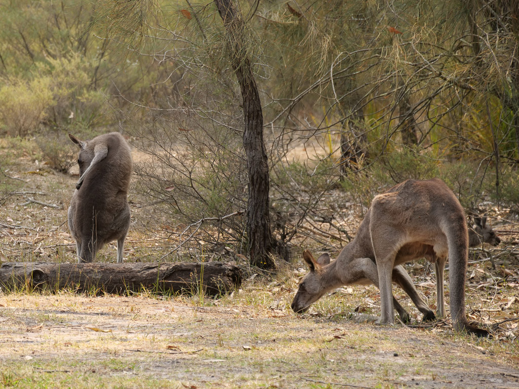 booderee_kangaroos