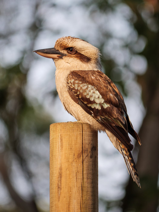 booderee_kookaburra