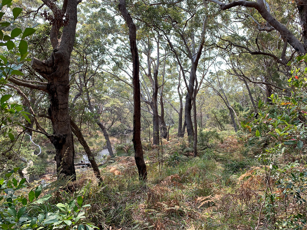 booderee_park_creek_and_trees