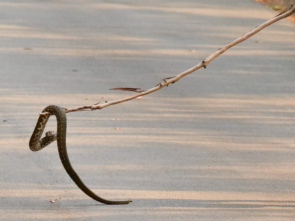 booderee_park_diamond_python_on_stick