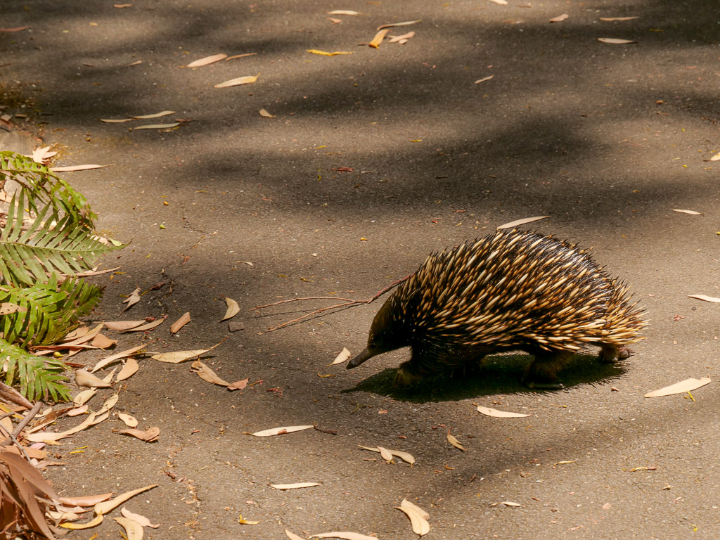 booderee_park_echinda