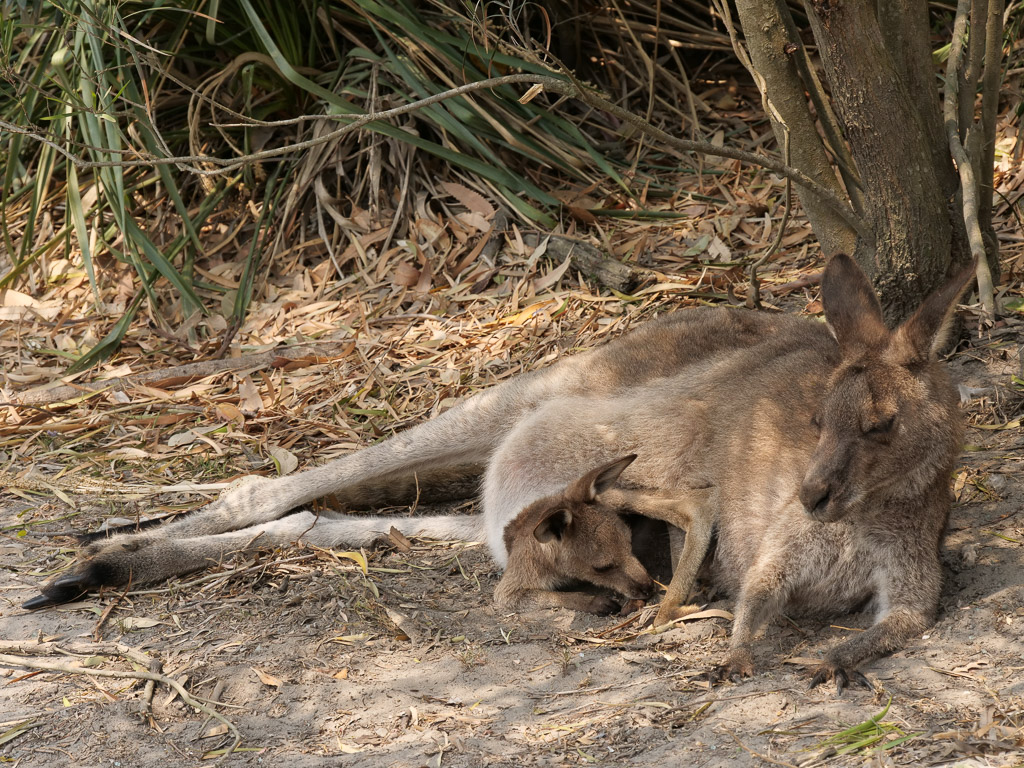 booderee_park_kangaroo_and_joey