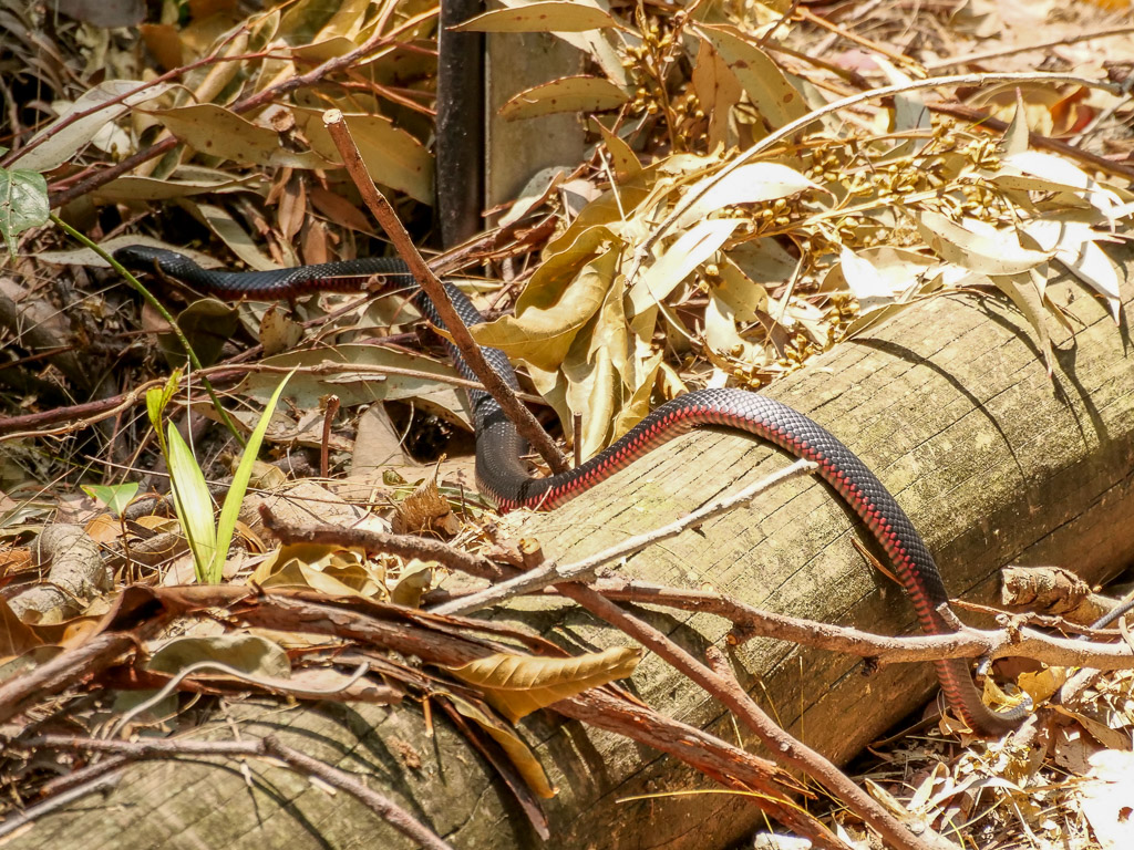 booderee_park_red_bellied_black_snake