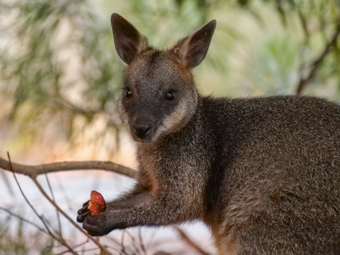 booderee_park_wallaby