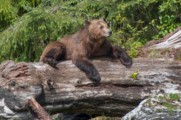 Grizzly bear on a log