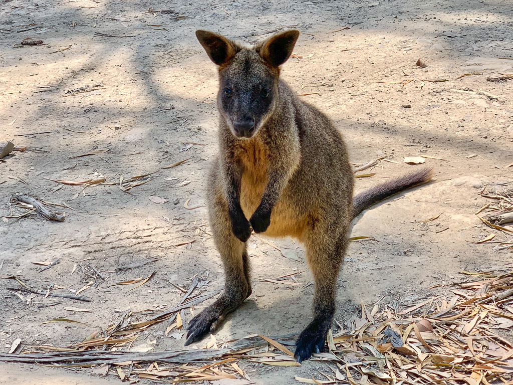 close_up_wallaby