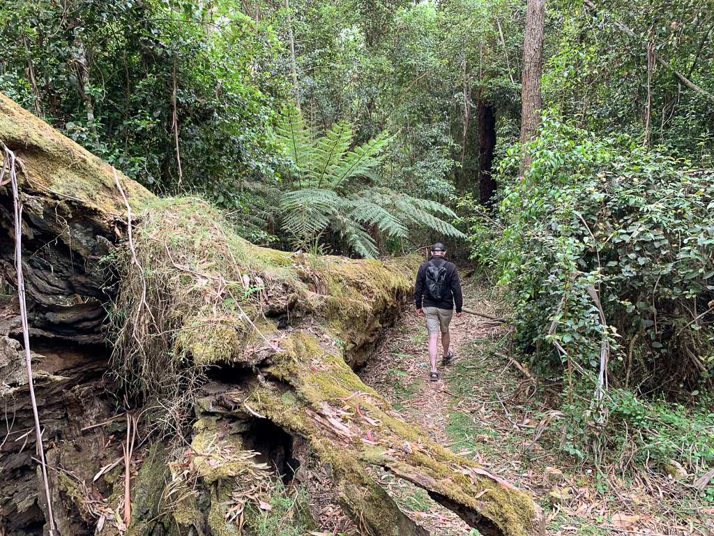 drummer_rainforest_big_tree