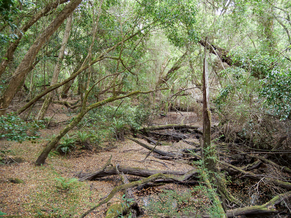 drummer_rainforest_walk