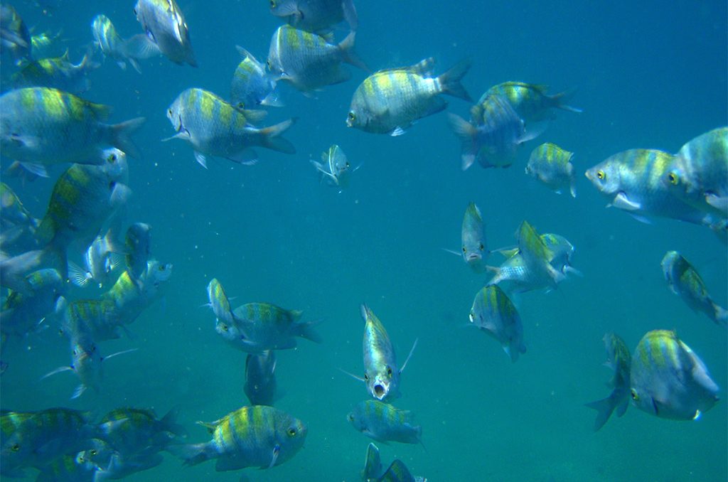 Galapagos Bartolome Island underwater shot of fish