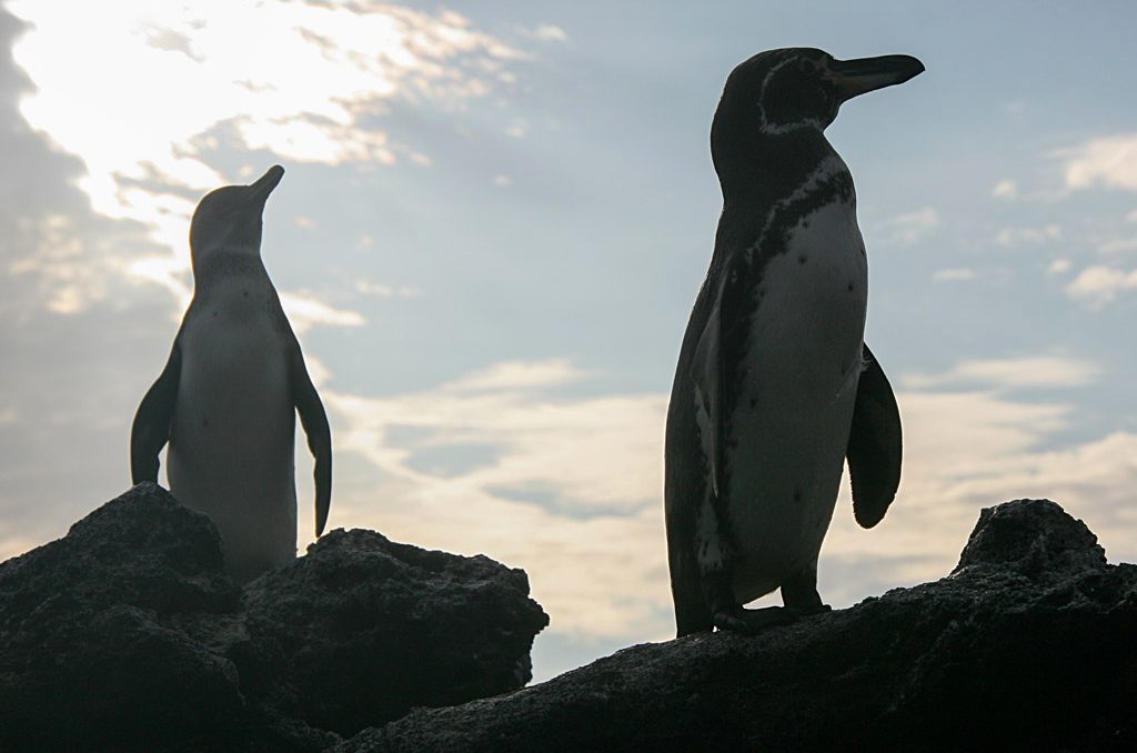 galapagos_chinese_hat_penguins