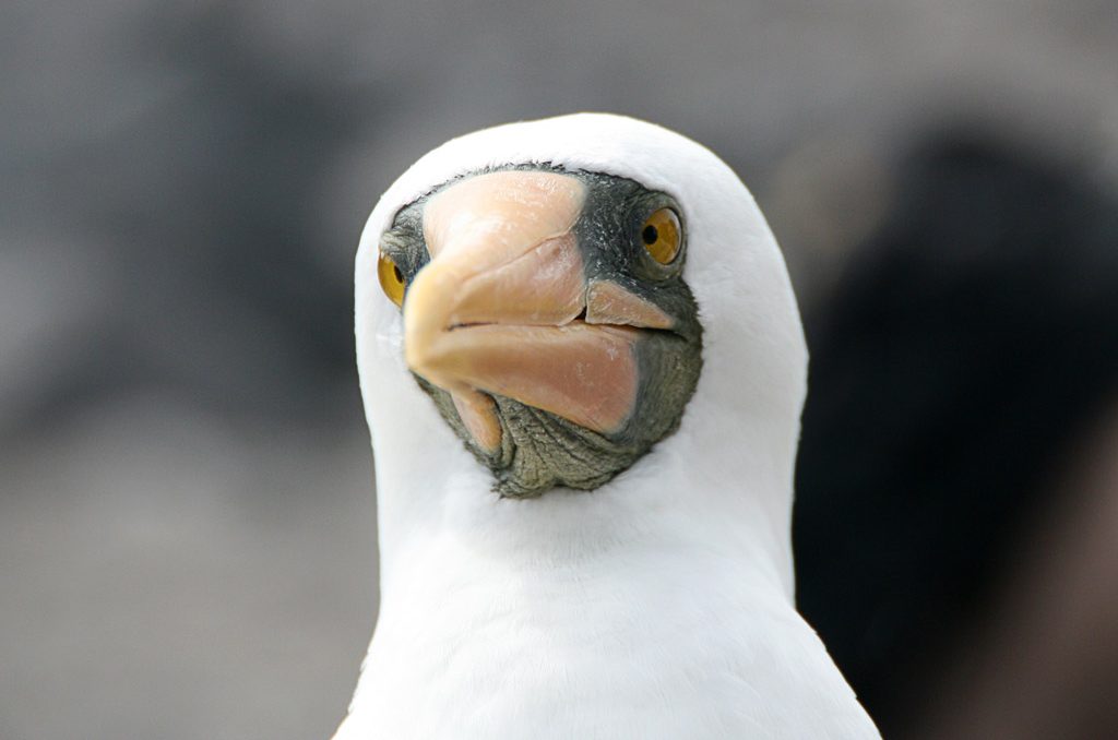 Nazca Boobie