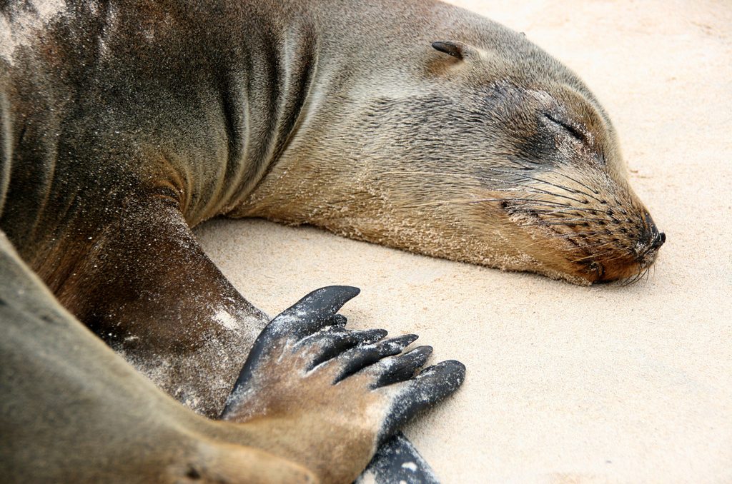 sleepy sea lion