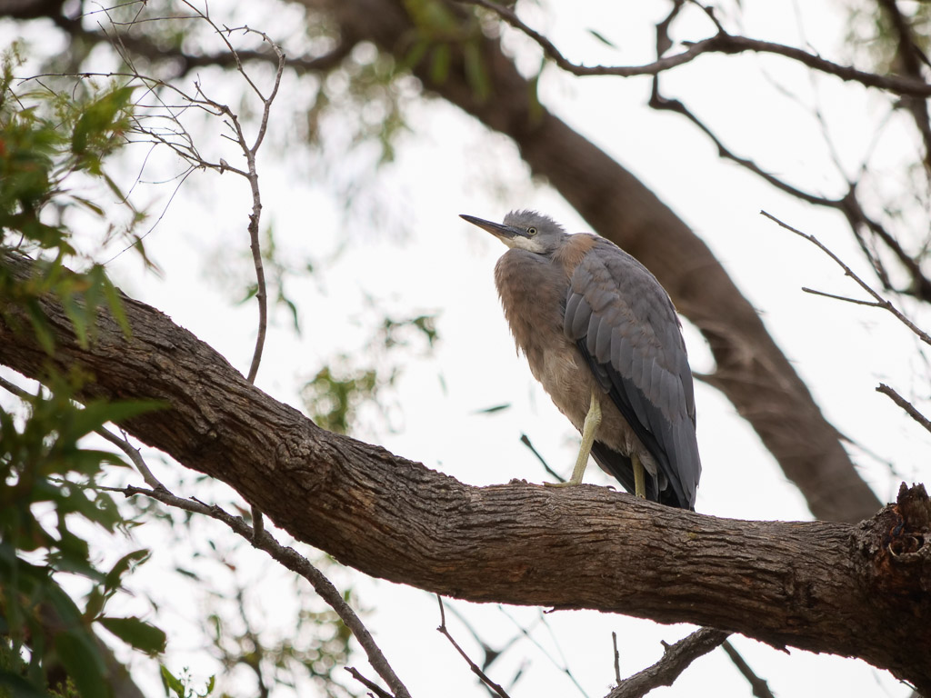 juvenile_white_faced_heron