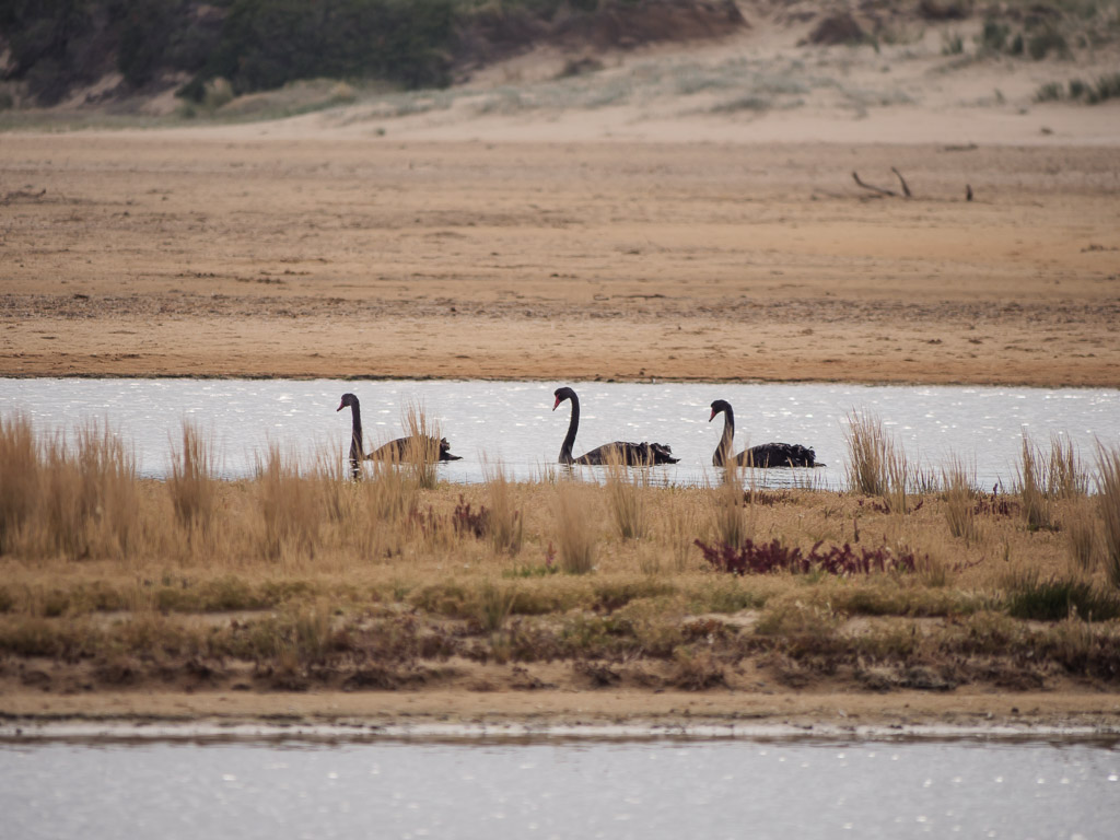 lake_tyers__black_swans