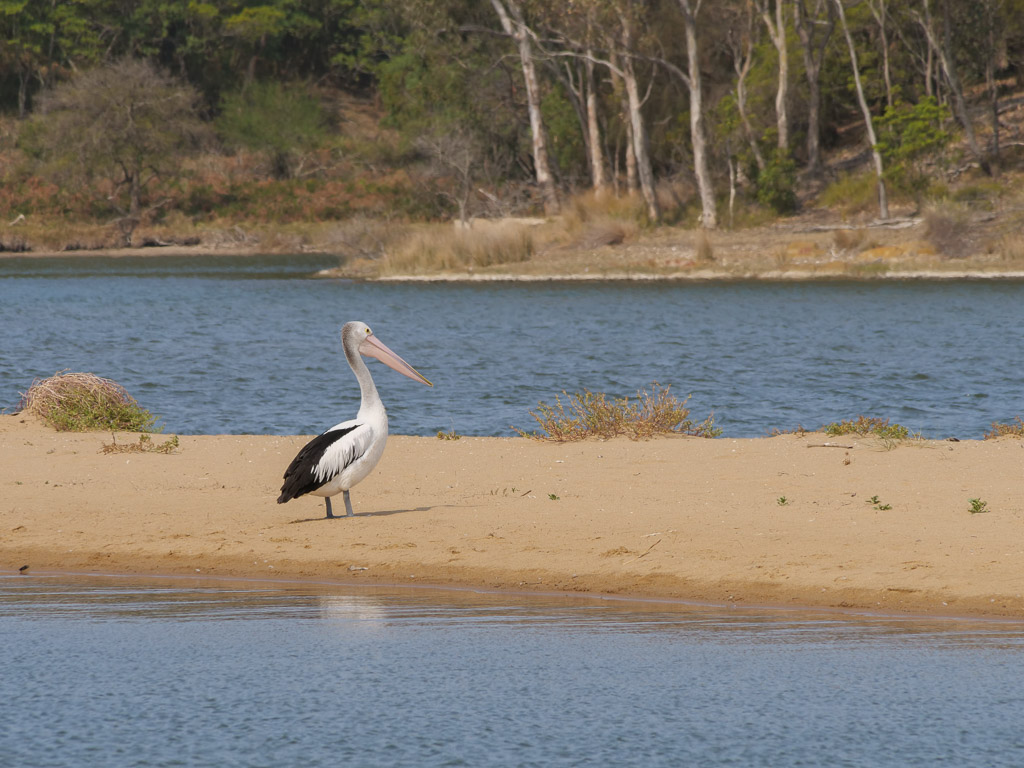 pelican_in_tathra