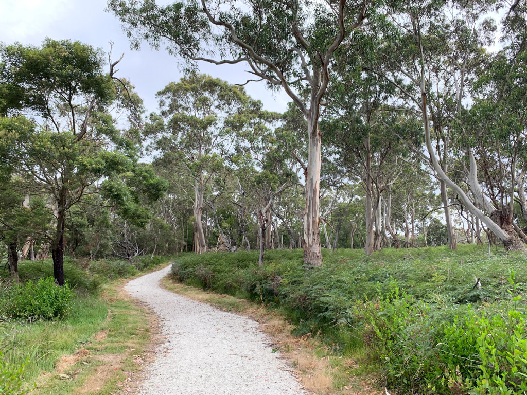 phillip_island_eucalyptus_walk