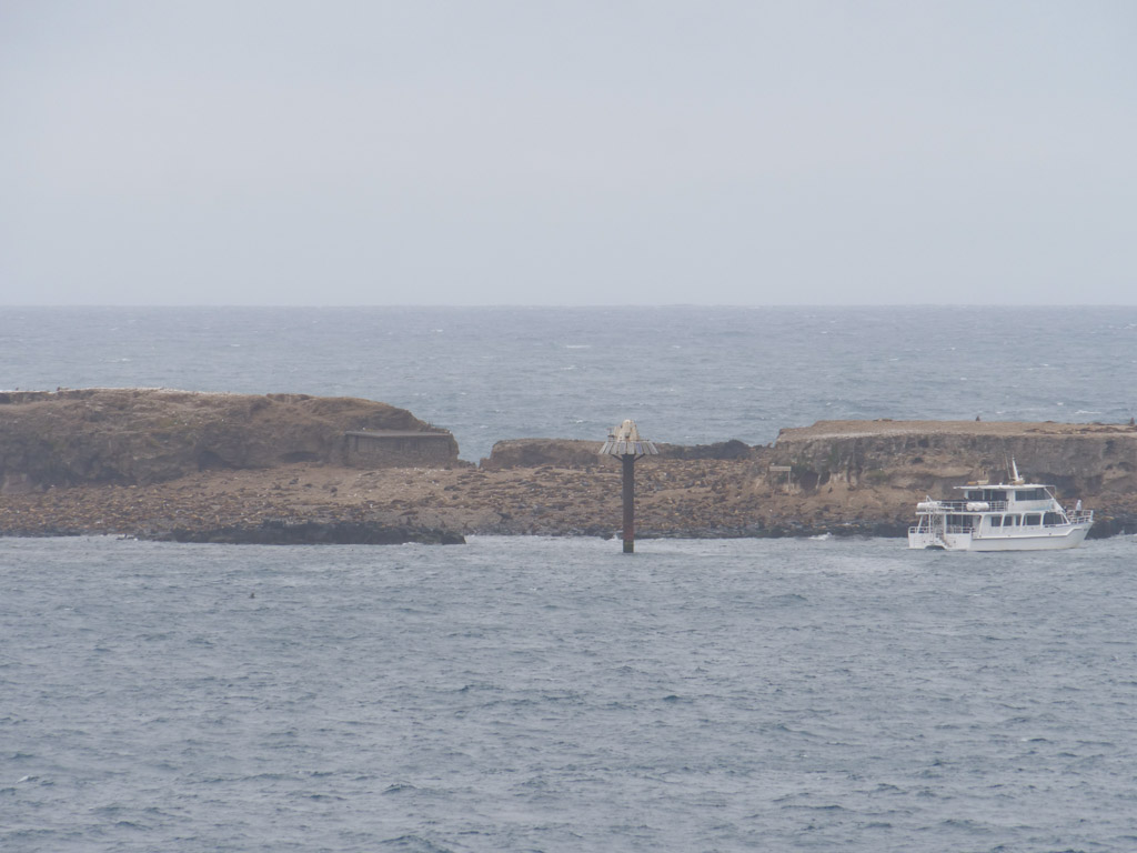 phillip_island_fur_seals