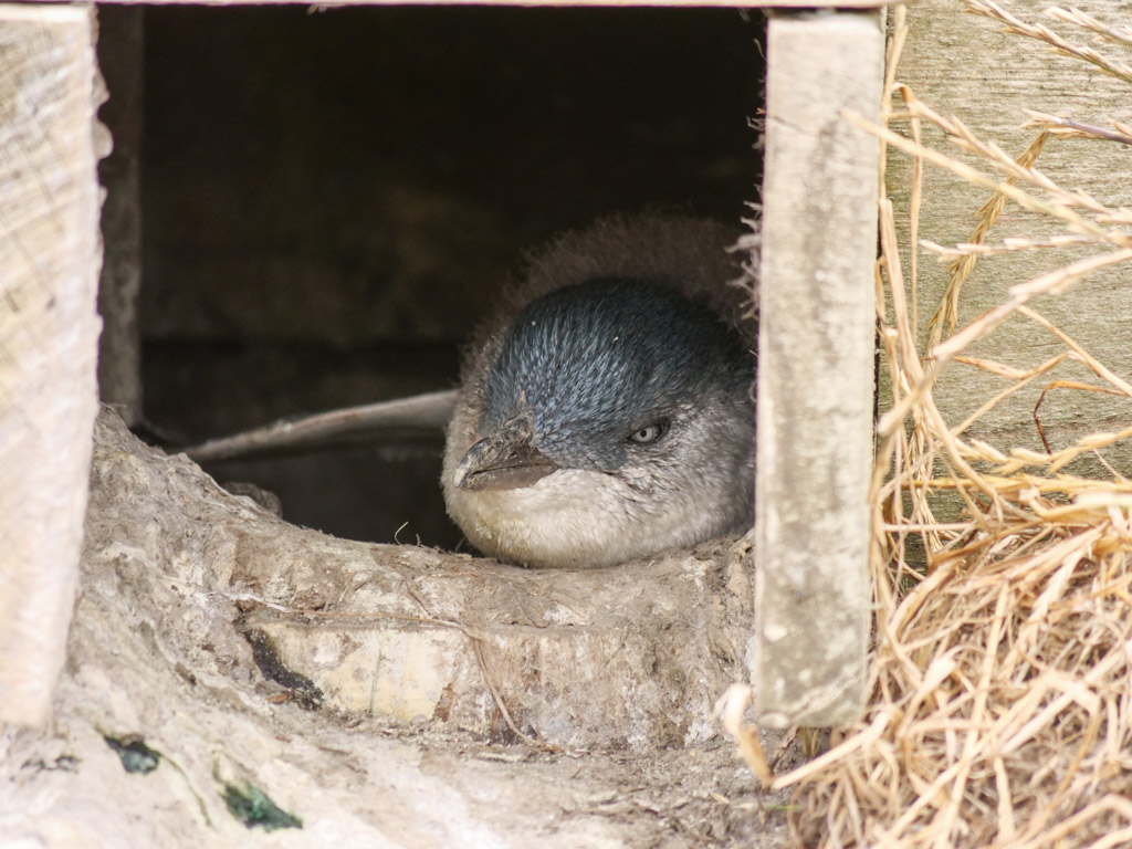 phillip_island_nobbies_centre_penguin_nesting