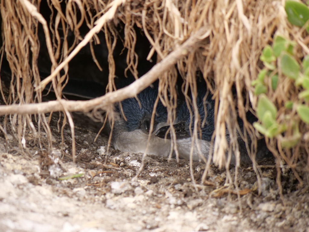 phillip_island_nobbies_centre_penguins