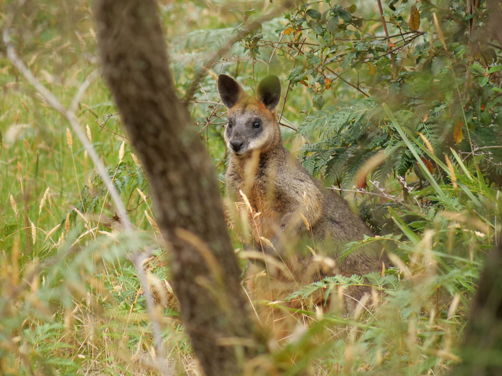phillip_island_wallaby