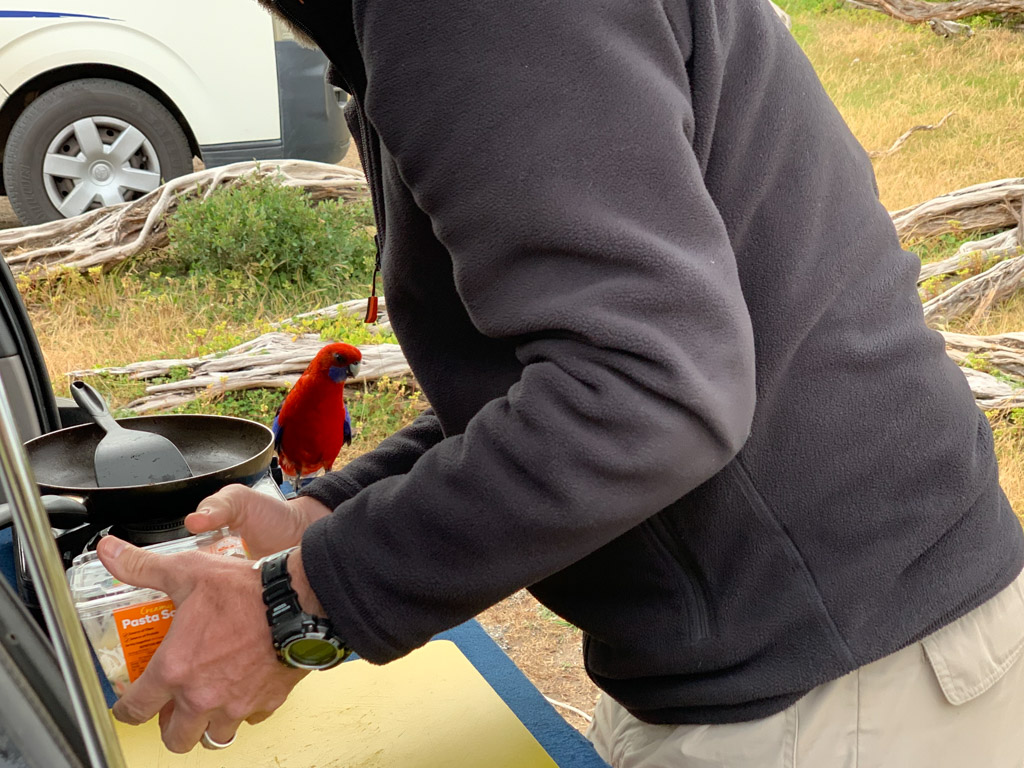 wilsons_promontory_bird_visitor