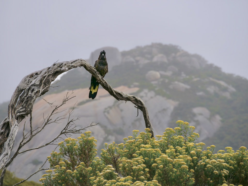 wilsons_promontory_black_cockatoo