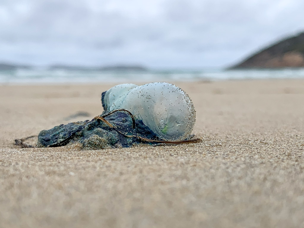 wilsons_promontory_bluebottle_jellyfish