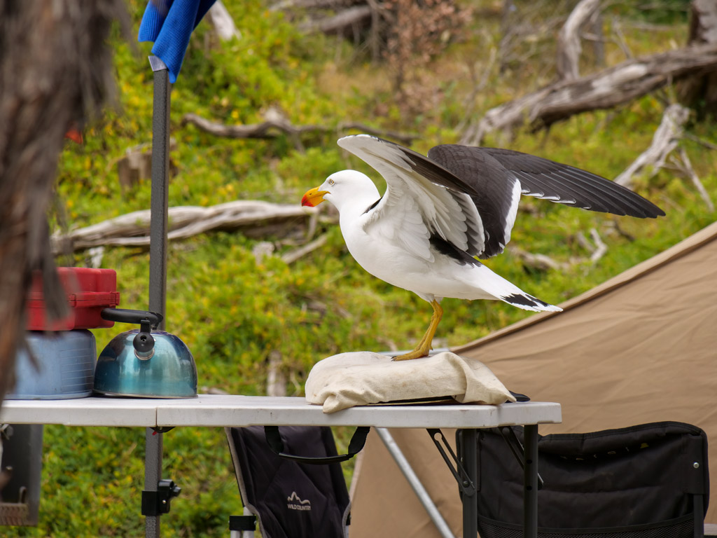 wilsons_promontory_pacific_gull