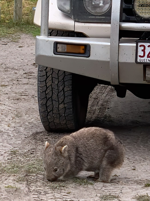 wilsons_promontory_wombat